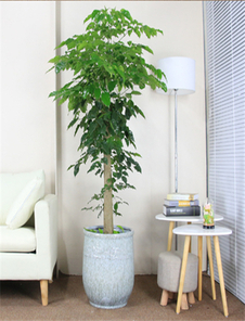 宁波慈溪绿化修剪哪家优?深度评测告诉你!