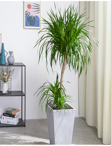 想让宁波北仑办公室绿意盎然？专业绿植出租别错过！