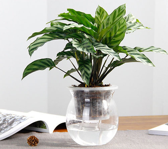 实惠之选！余姚植物出租，给你别样绿色空间！